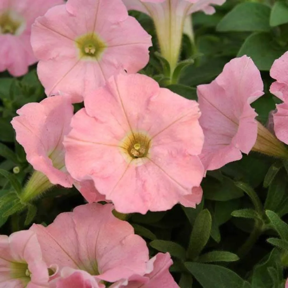 Tarhapetunia 'Salmon'