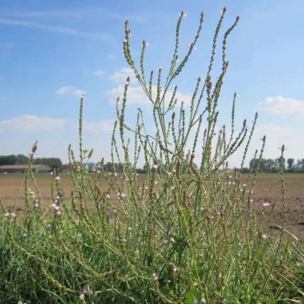 Rohtorautayrtti Verbena officinalis