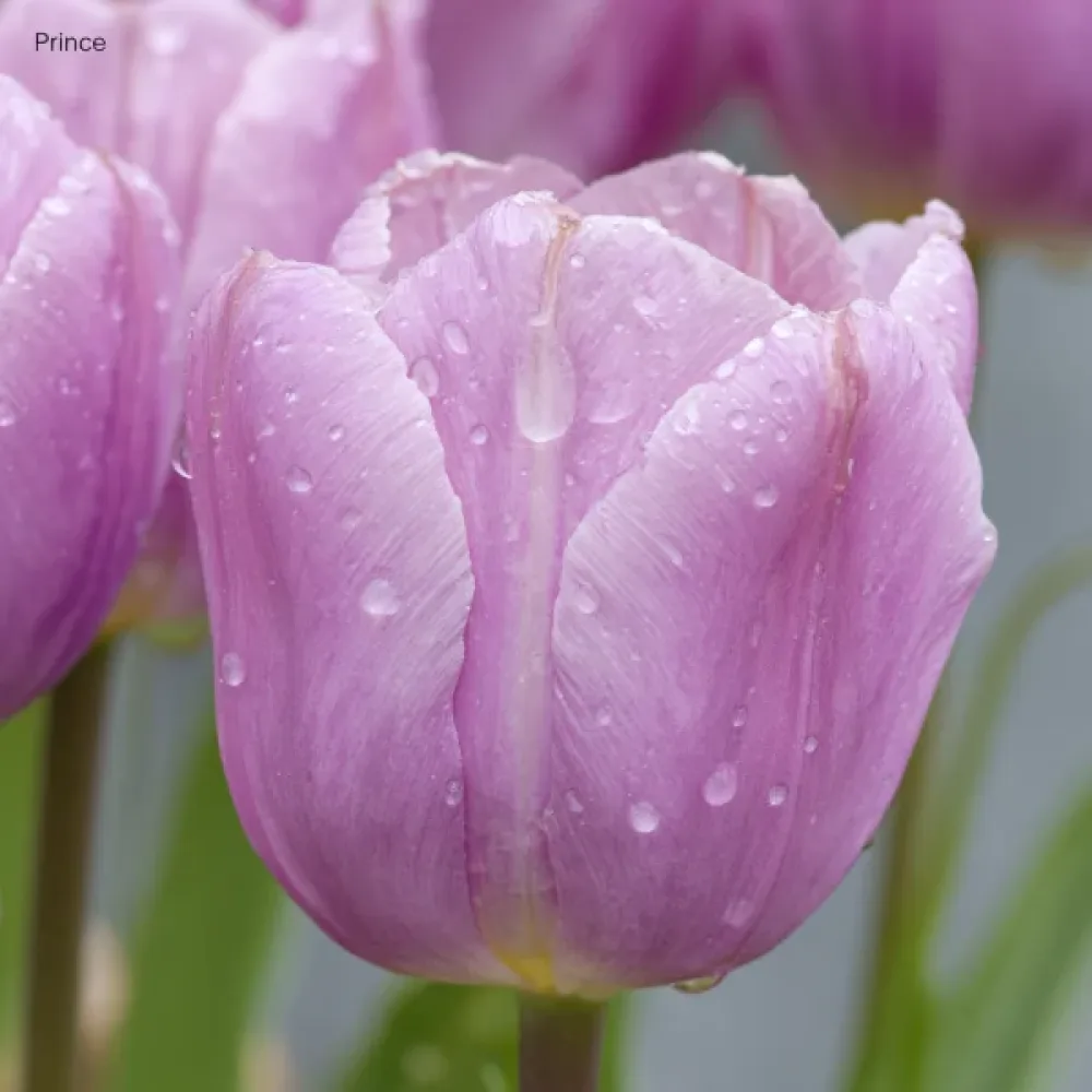 Tulppaani 'Light Pink Prince'