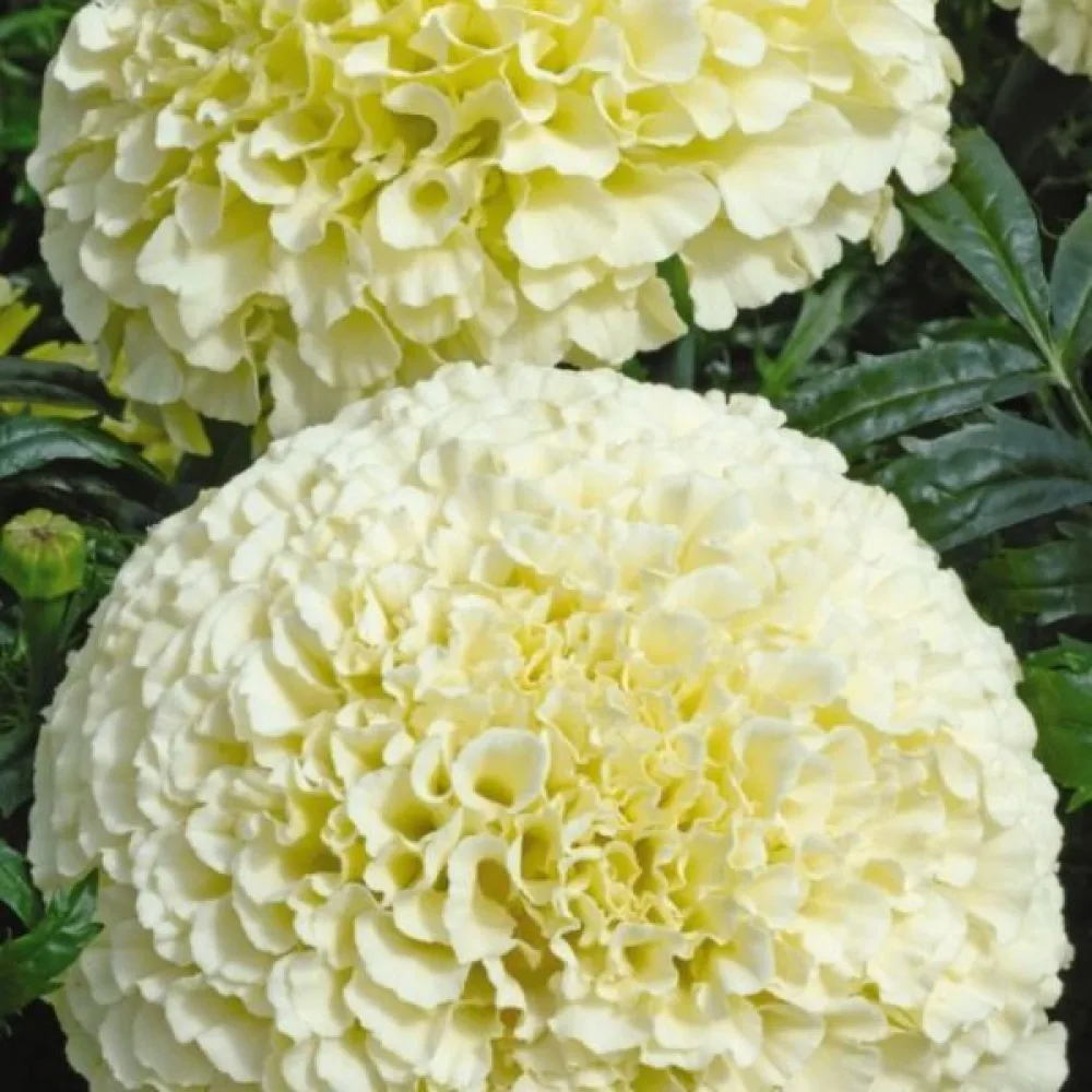 Kookossamettikukka 'Alaska'