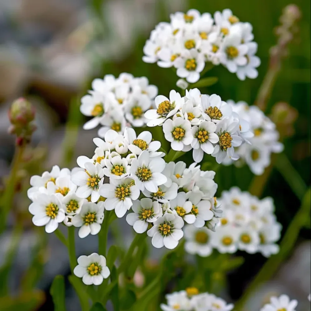 Sarjaiberis 'White Flash'