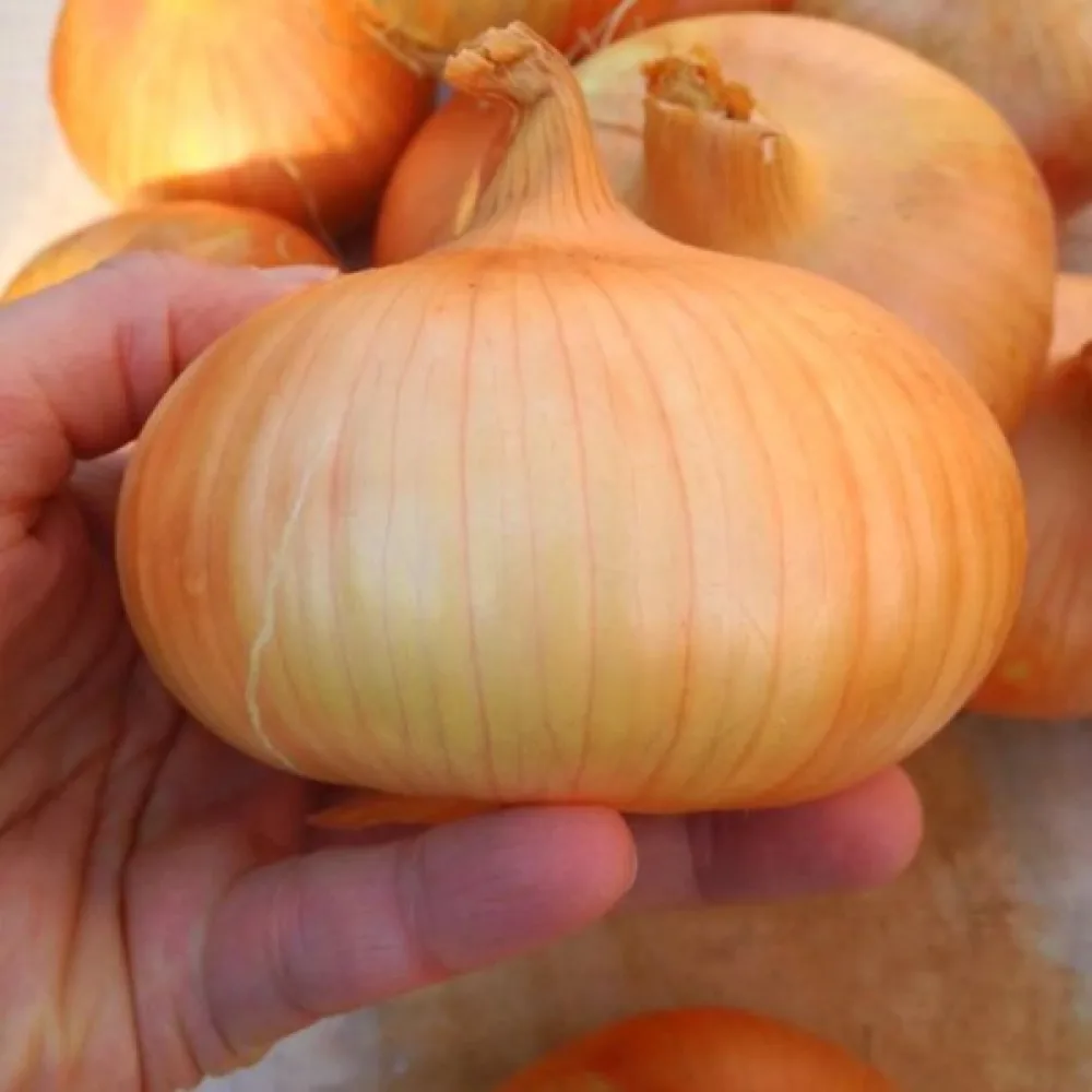 Ruokasipuli 'Stuttgarter Riesen'