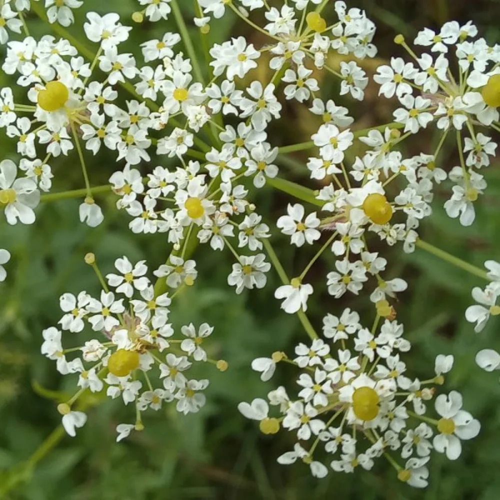 Kultakirveli Chaerophyllum aureum