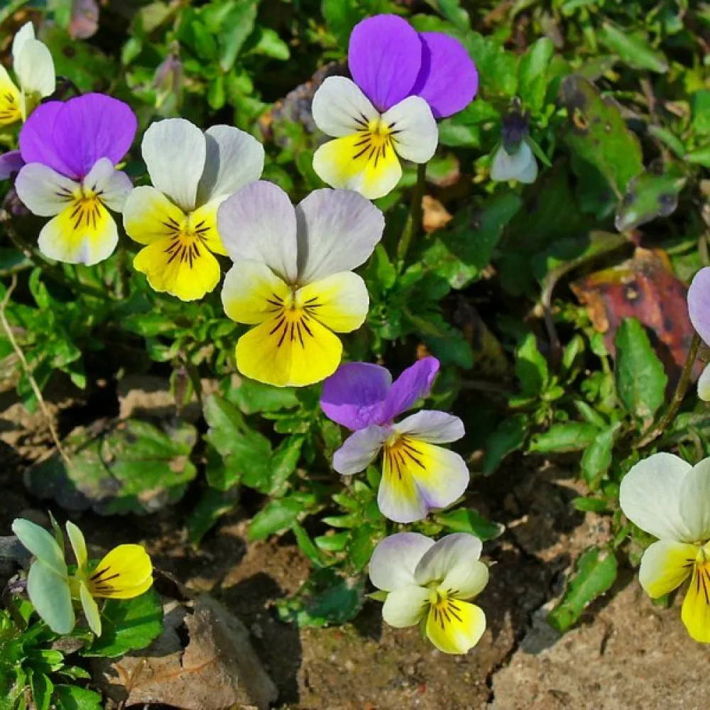 Keto-orvokki Viola tricolor