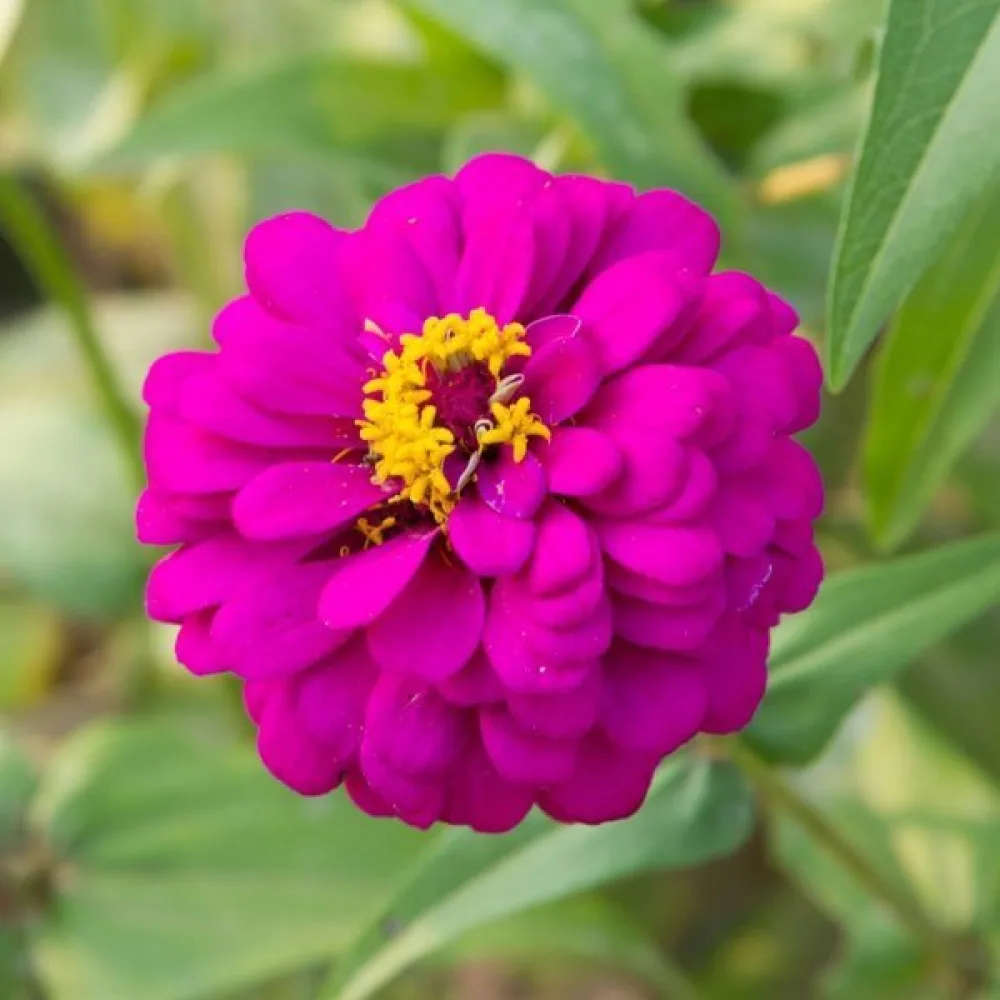 Tsinnia 'Purple Prince'