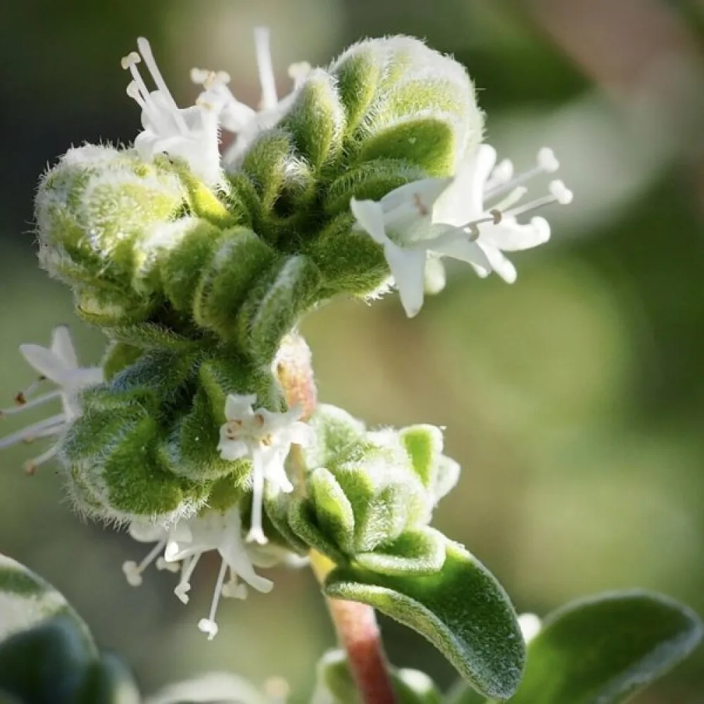 Meirami 'Cuscuta'