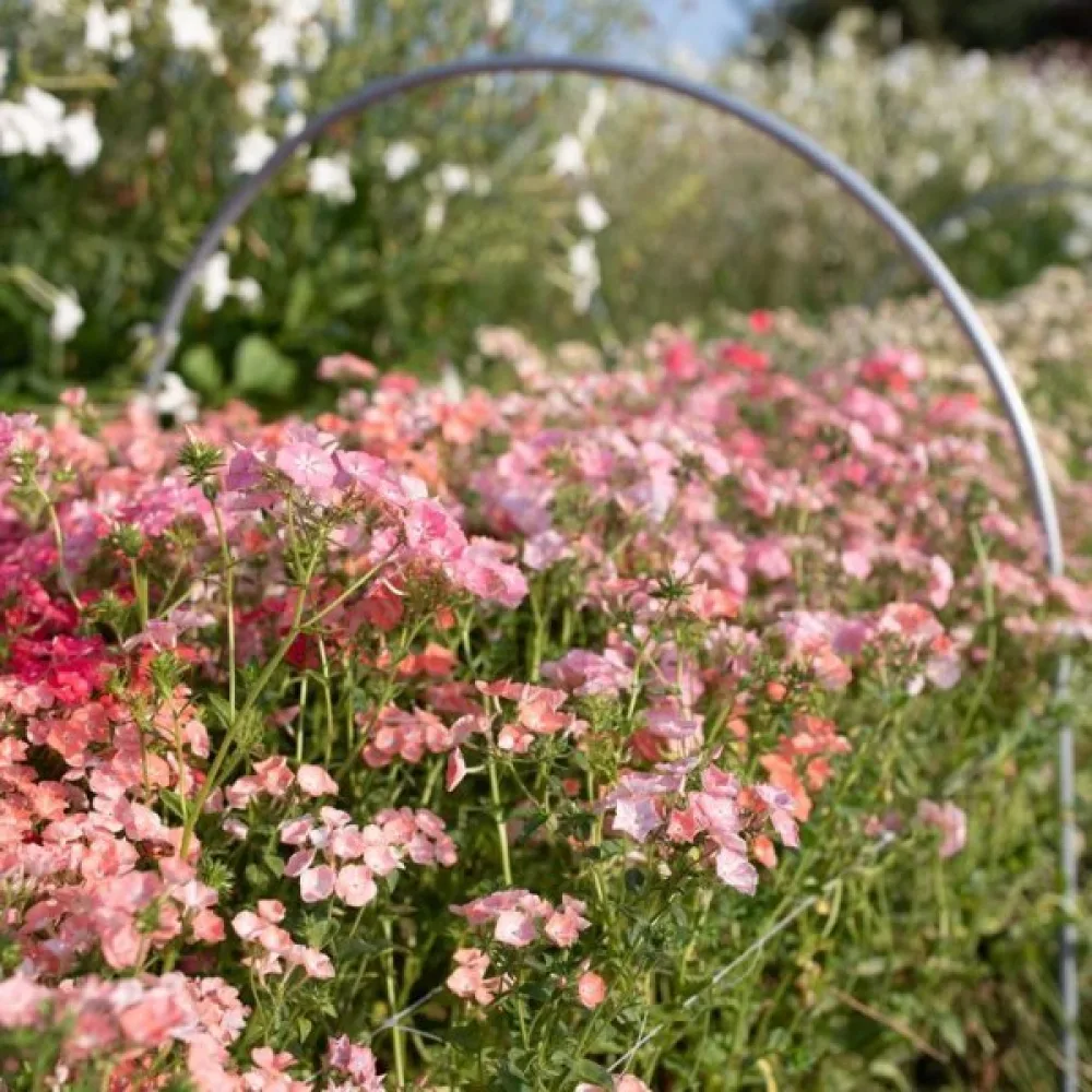 Kesäleimu 'Leopoldii'