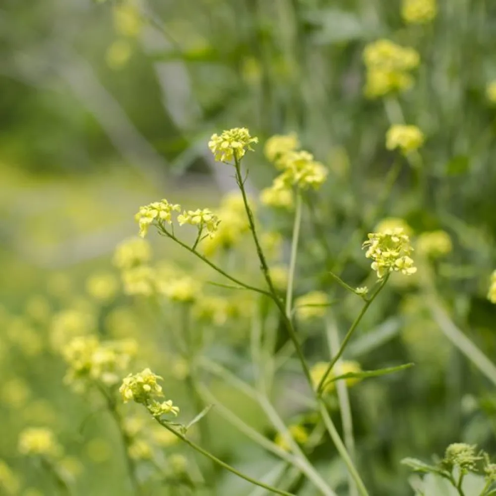 Mustasinappi Brassica nigra
