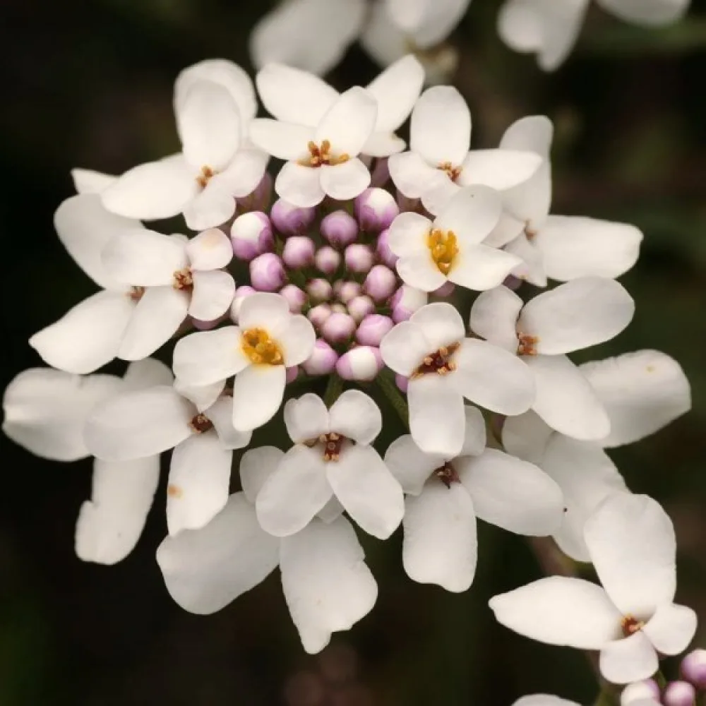 Iberis 'Empress' – valkoinen