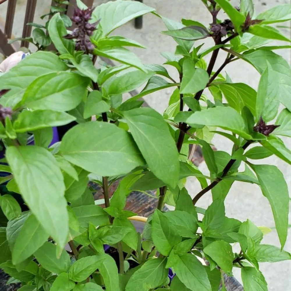 Basilika 'Cinnamon'