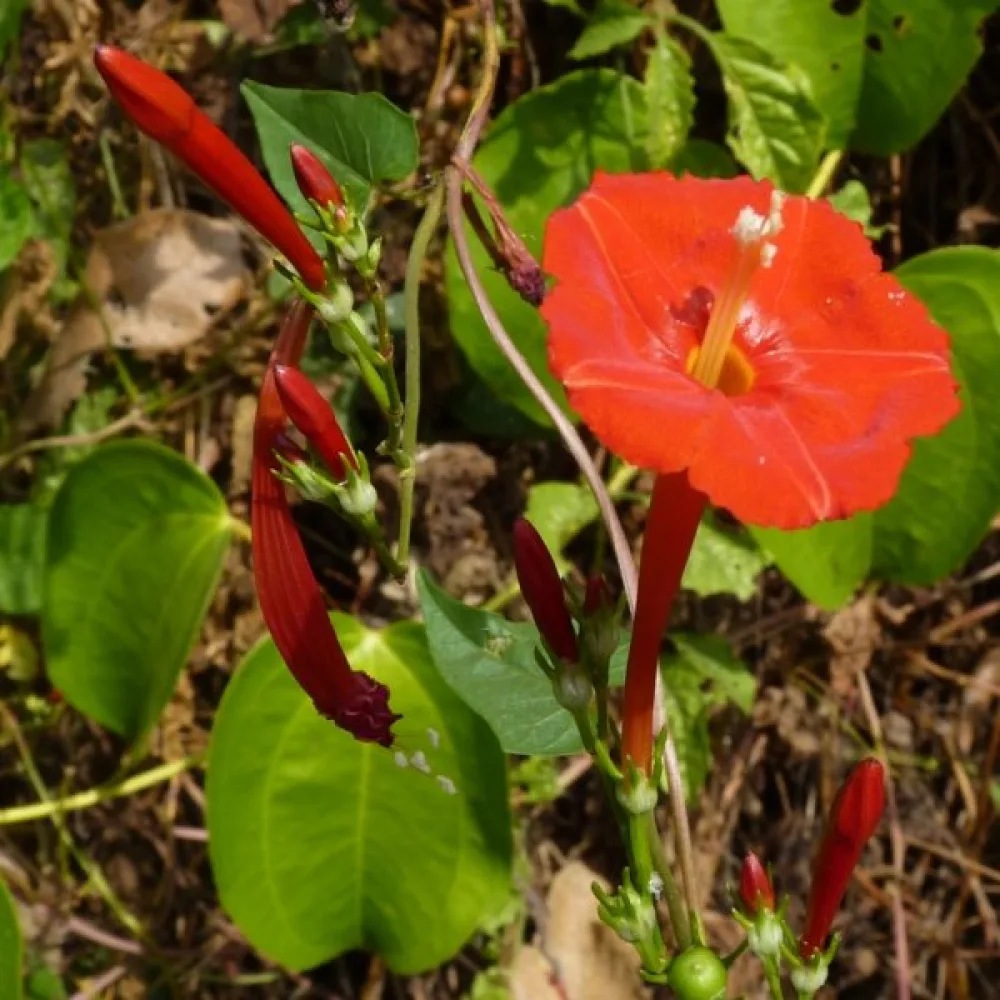 Elämänlanka Ipomoea luteola – oranssi
