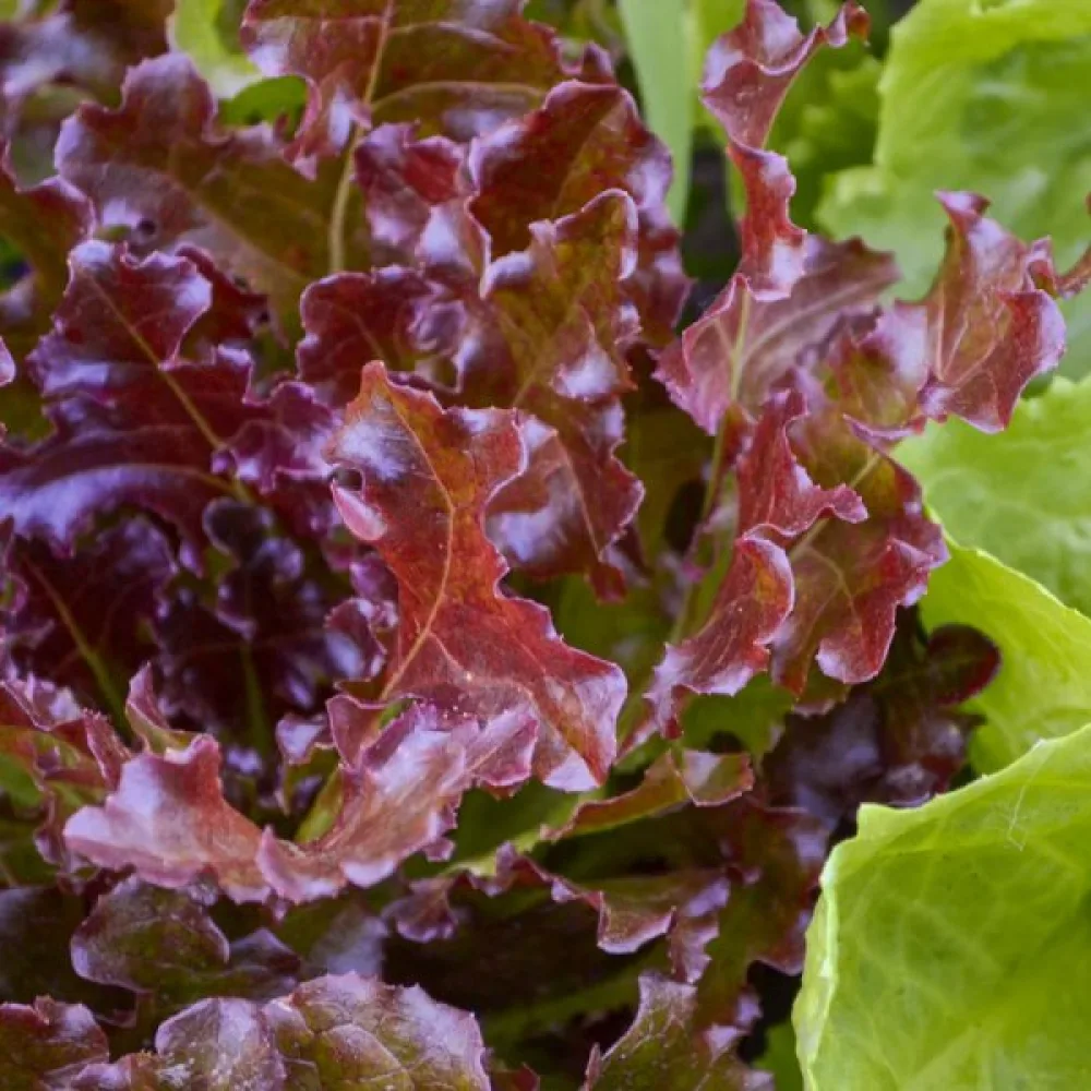 Salaatti 'Red Salad Bowl' versoiksi