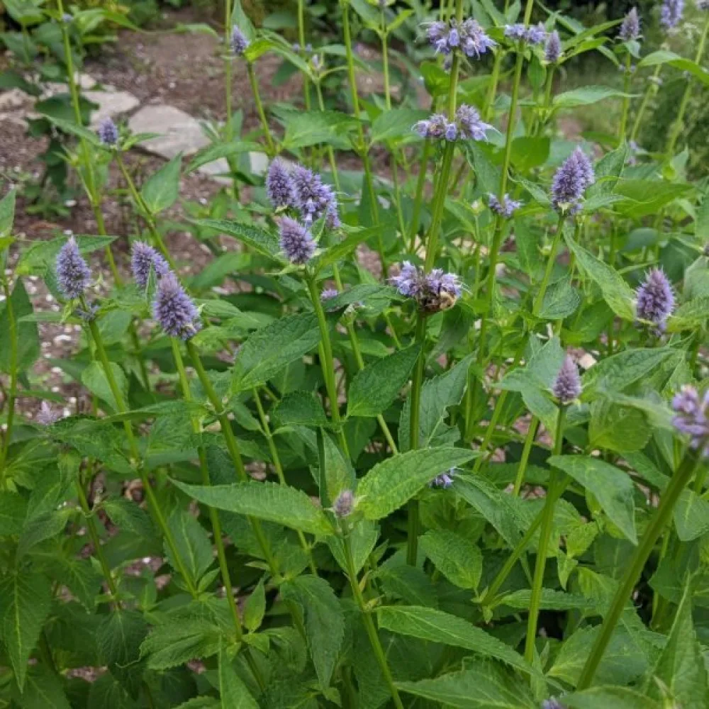 Korea-anisiisoppi Agastache rugosa, valkoinen