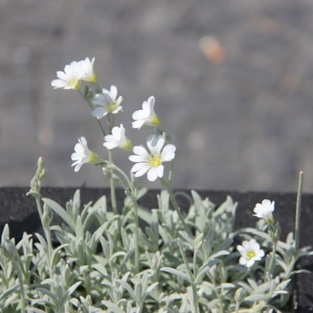 Härkki Cerastium biebersteinii, valkoinen