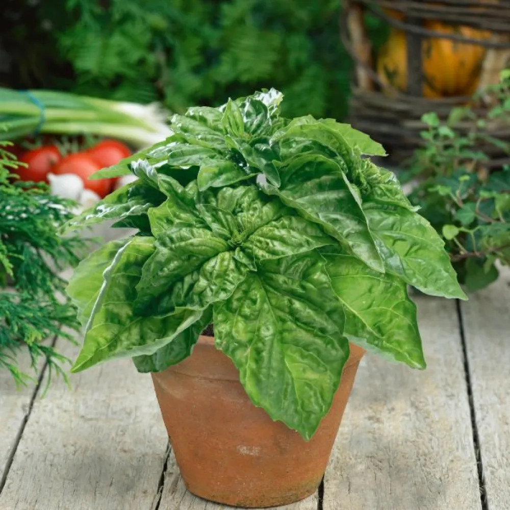Basilika 'Lettuce Leaf' – mikroversoiksi
