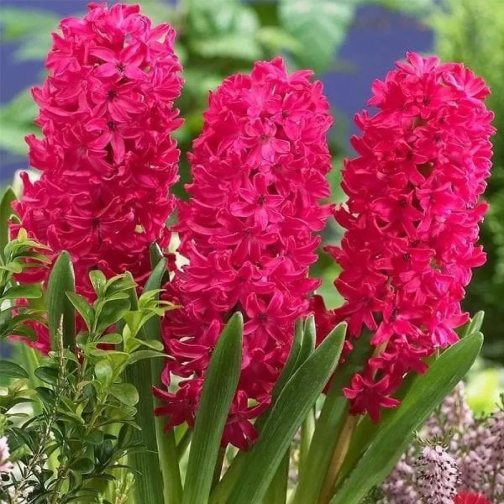 Hyasintti 'SCARLET PEARL'