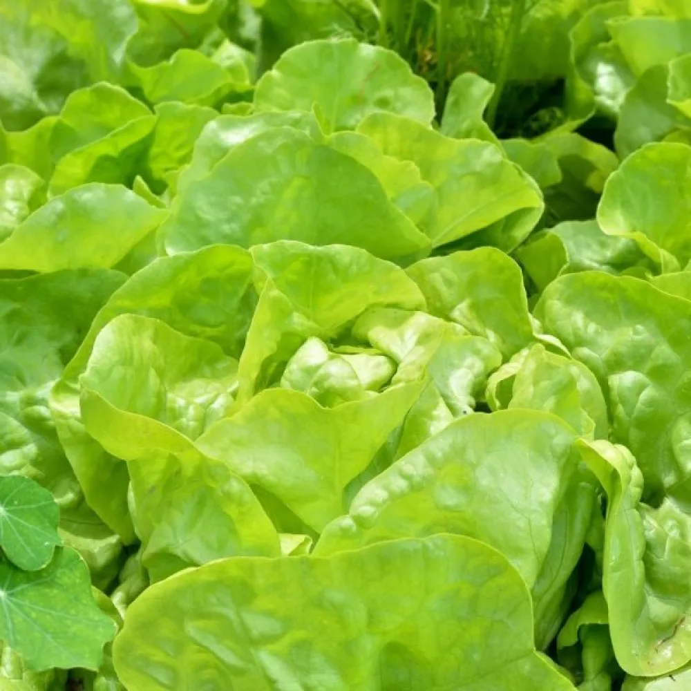 Keräsalaatti 'Justyna'