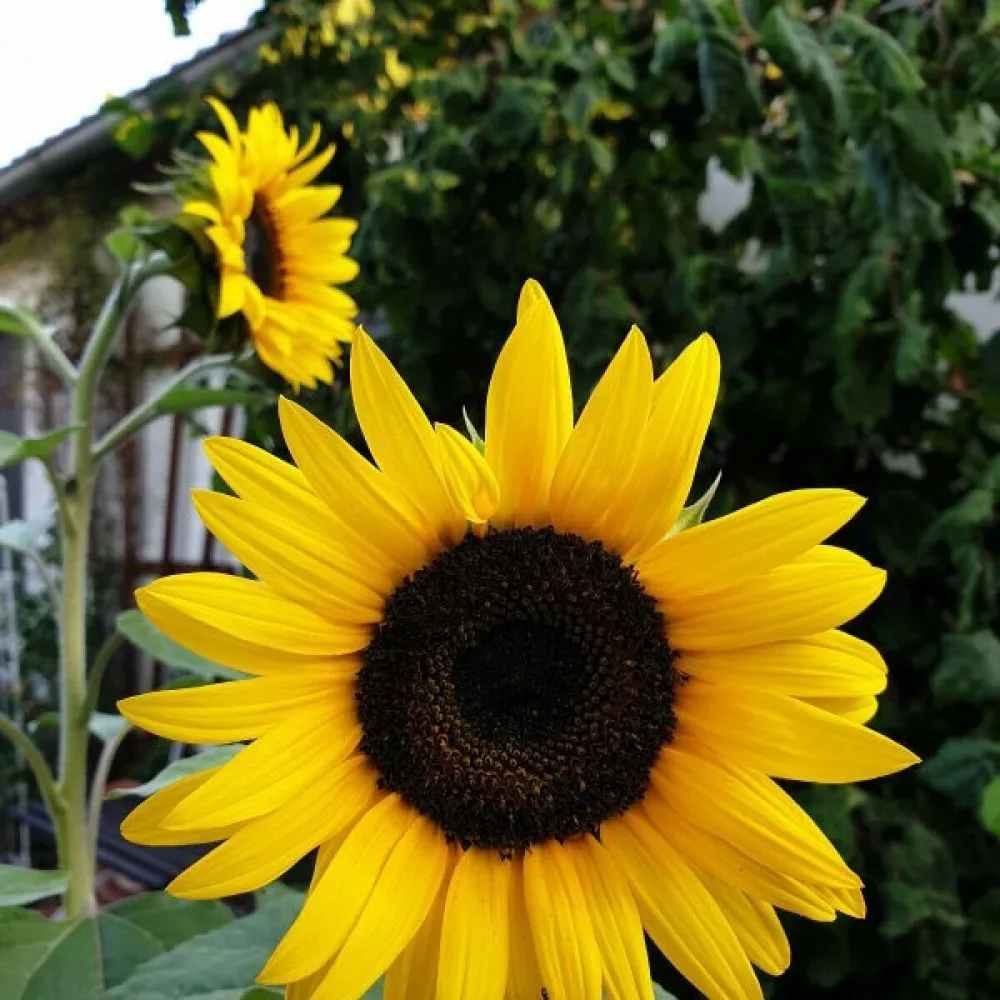 Auringonkukka 'Polino Cola'