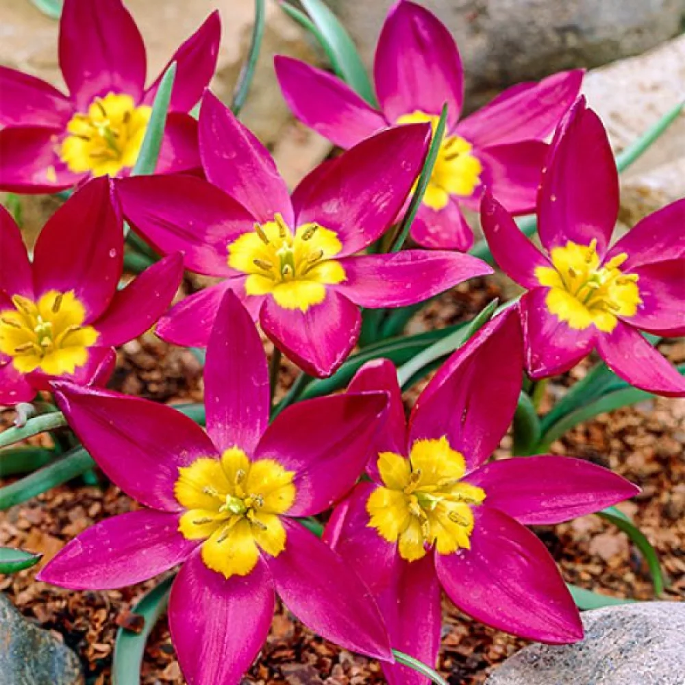 Tulppaani 'Odalisque Pulchella'
