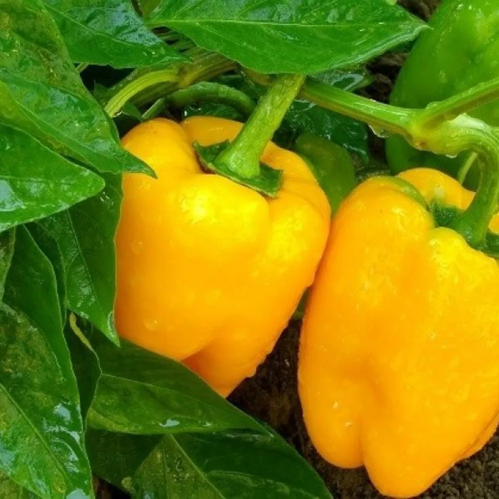 Paprika 'Marta Polka'