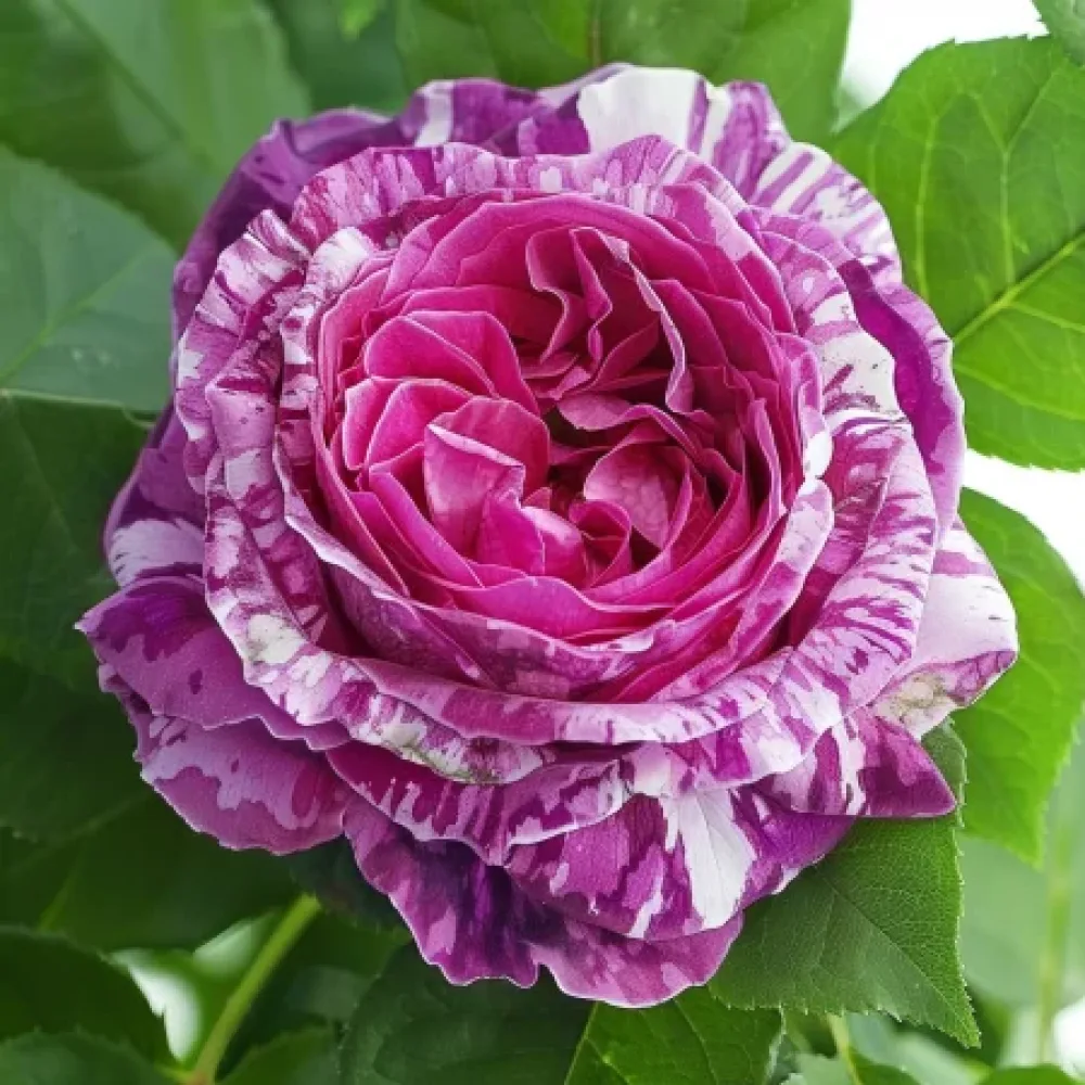 Ruusu 'Fragrant Avalanche'
