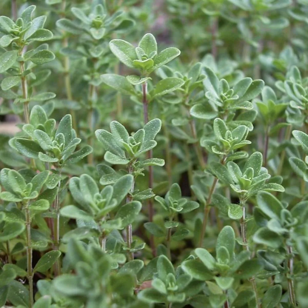 Timjami Thymus vulgaris
