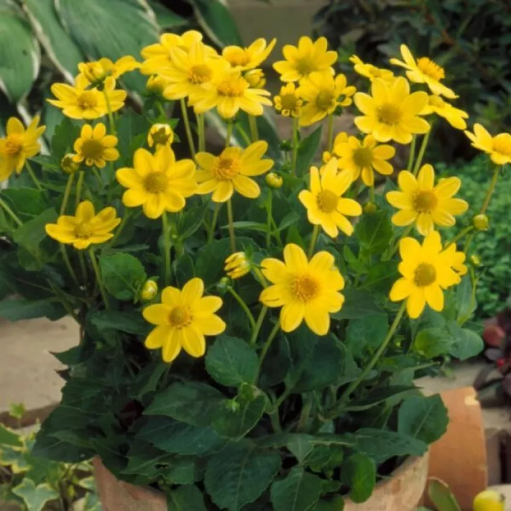 Matala daalia 'Mignon Yellow Shades'