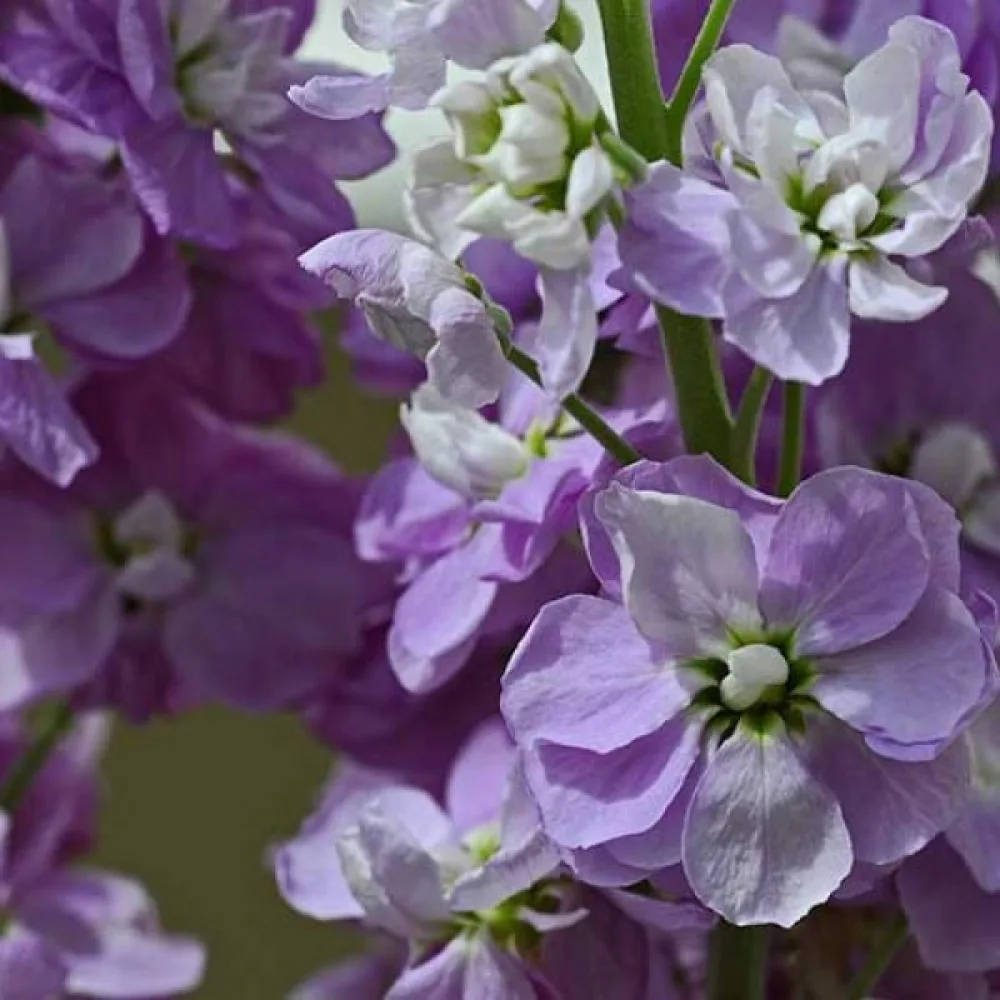 Kesäleukoija Matthiola incana, violetti