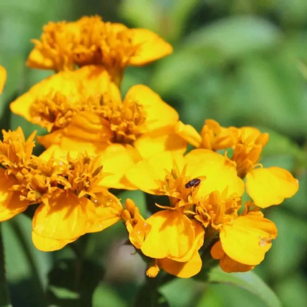 Meksikonsamettikukka 'Orange Anise'