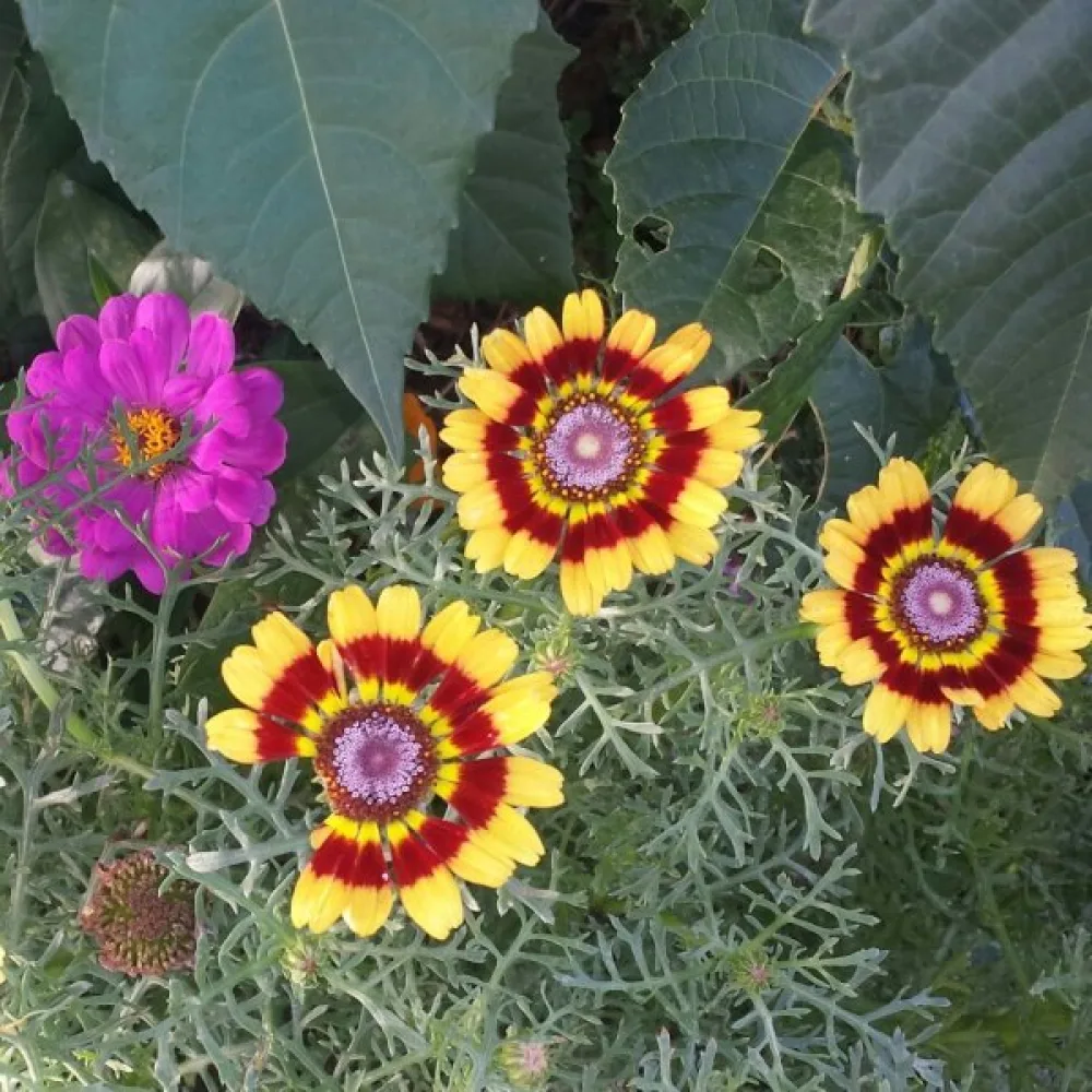 Krysanteemi 'Rainbow' sekoitus