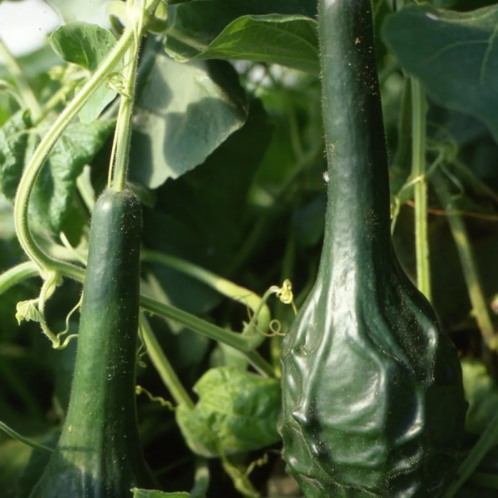Pullokurpitsa 'Marenka'