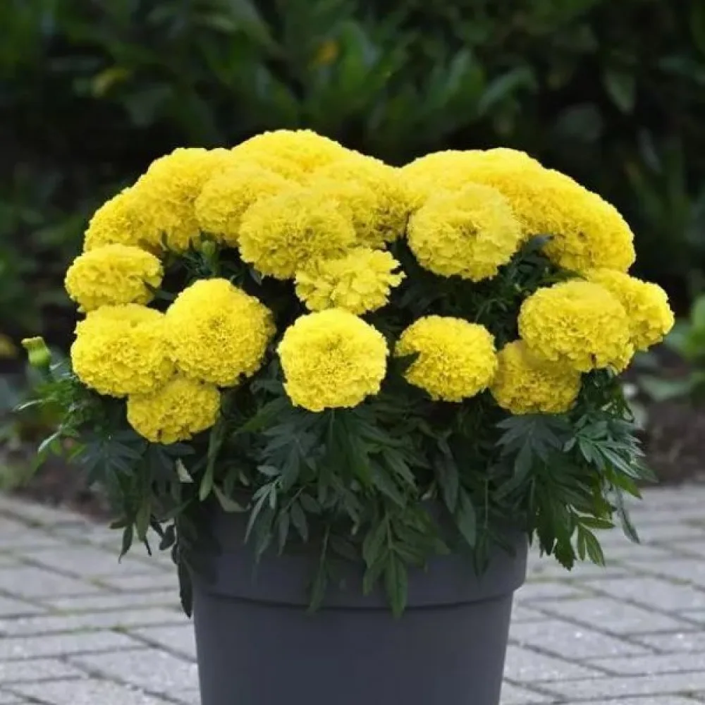 Kookossamettikukka 'Fantastic Golden Yellow'