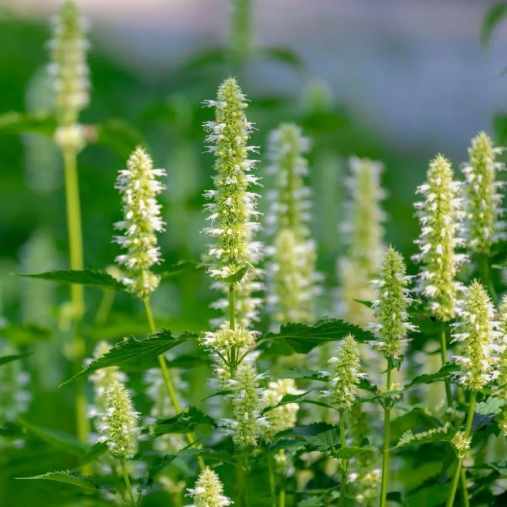 Korea-anisiisoppi Agastache rugosa, valkoinen