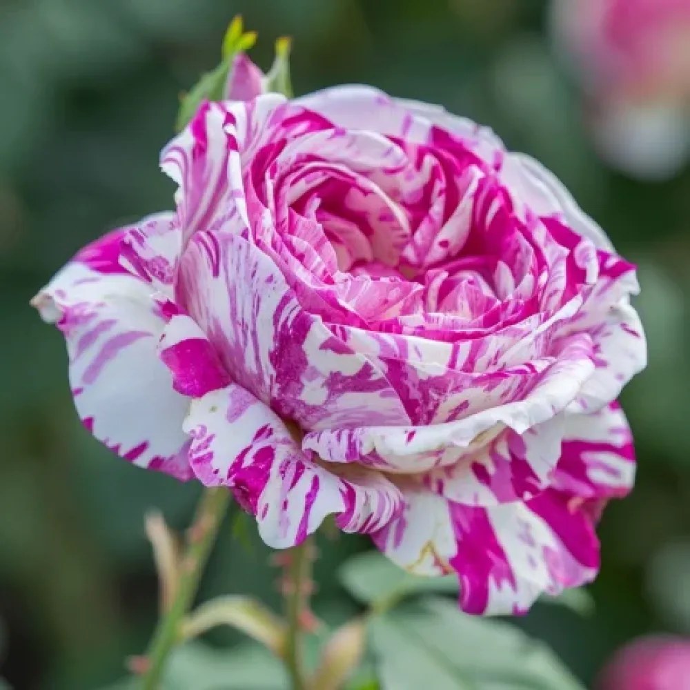 Ruusu 'Bologna Lavender' – paljasjuurinen