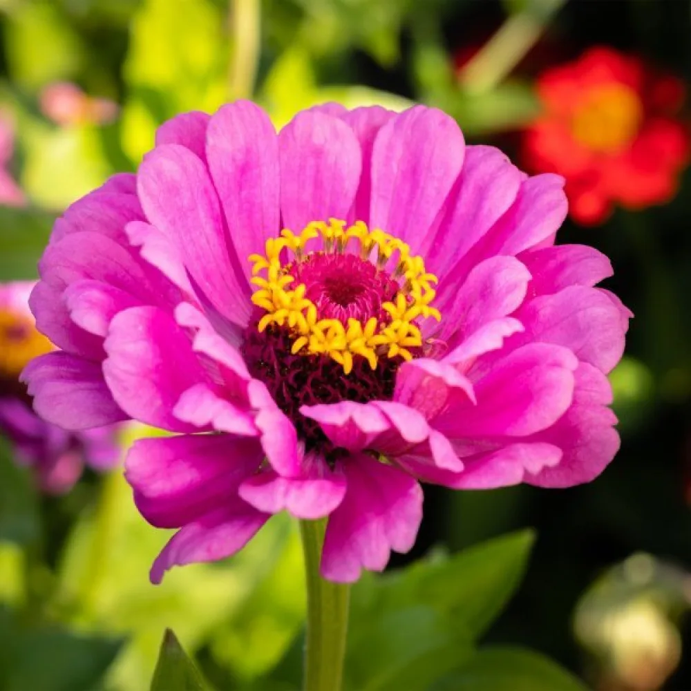 Tsinnia 'Dream'