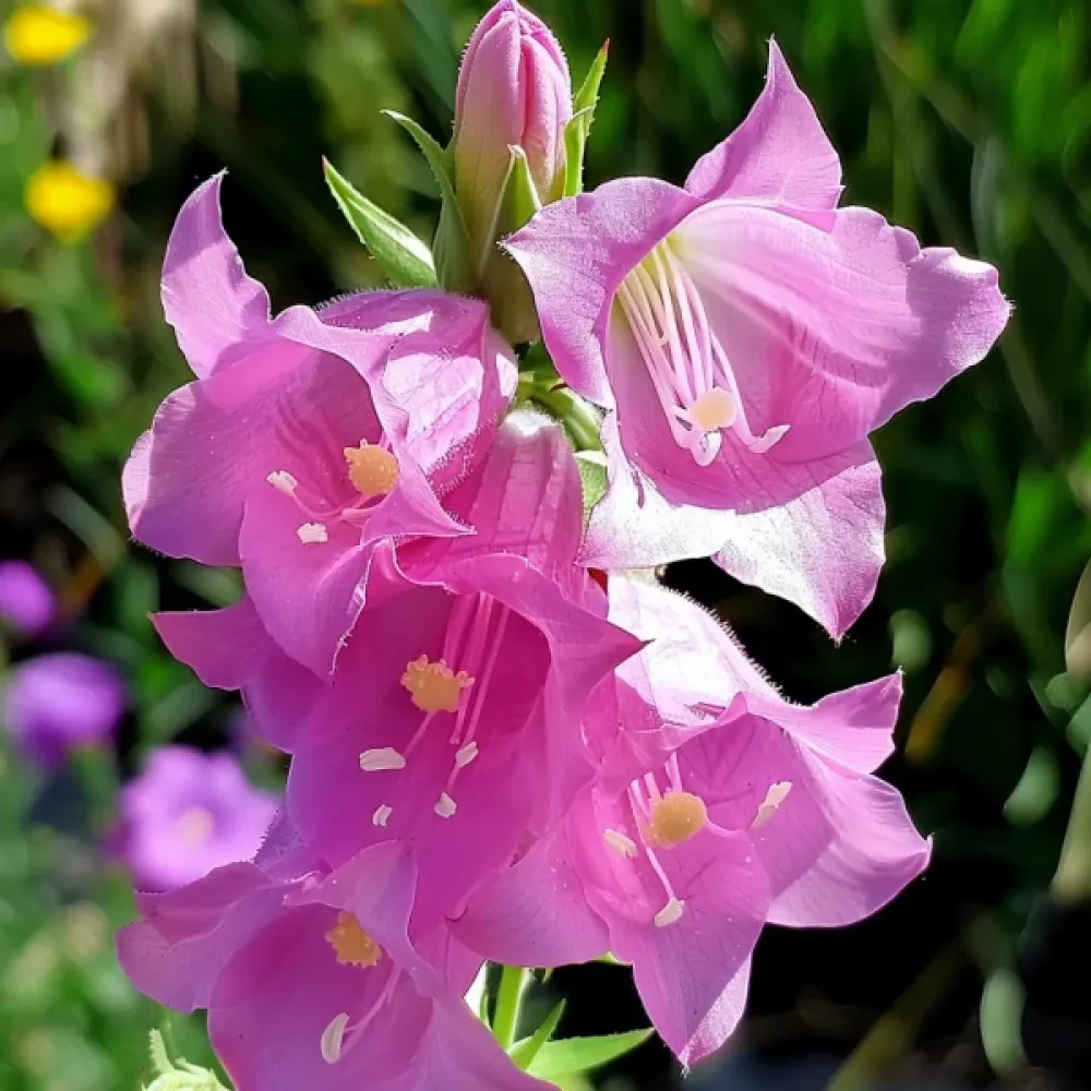 Kesäkello Campanula medium – karmiininroosa