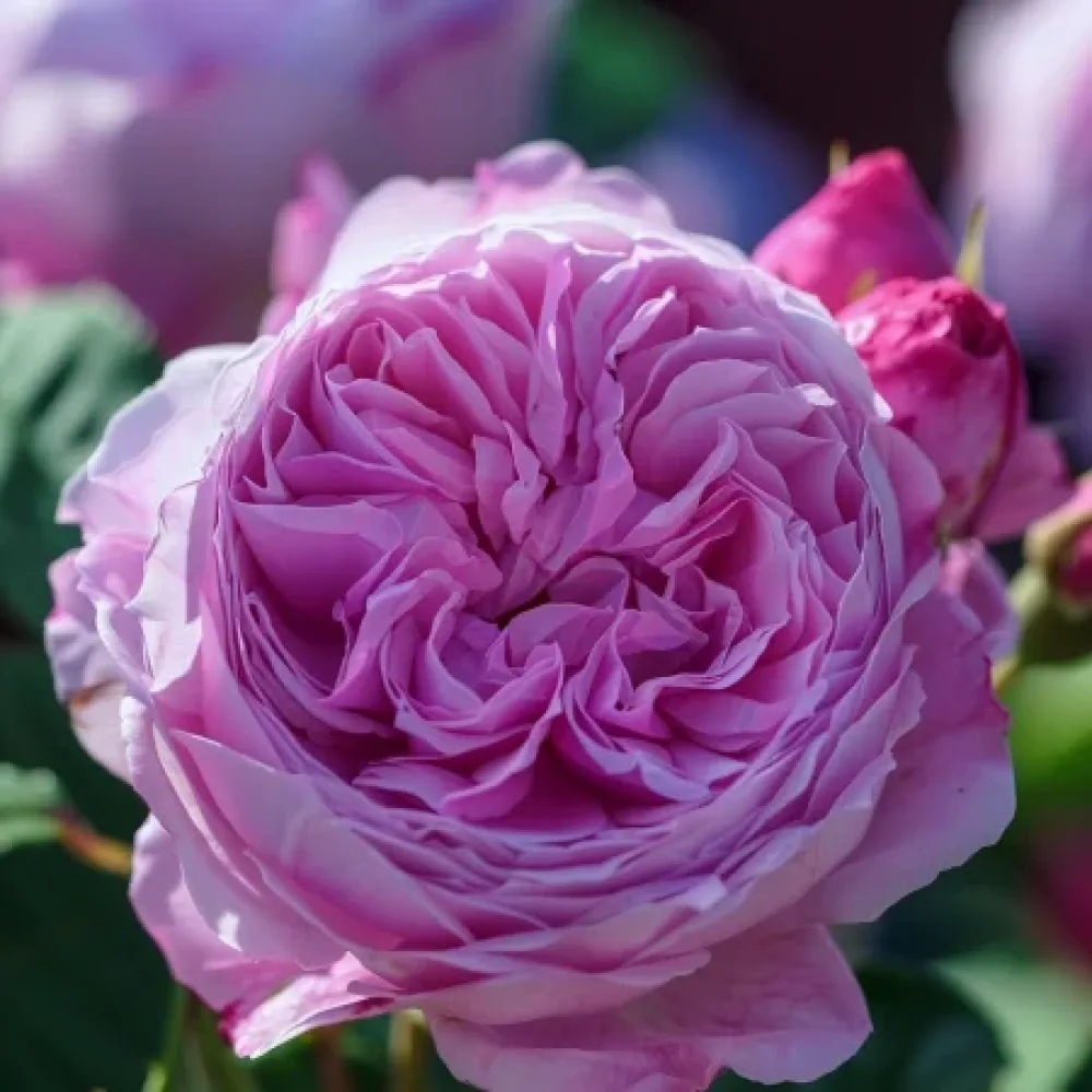 Ruusu 'Pink Magic' – paljasjuurinen