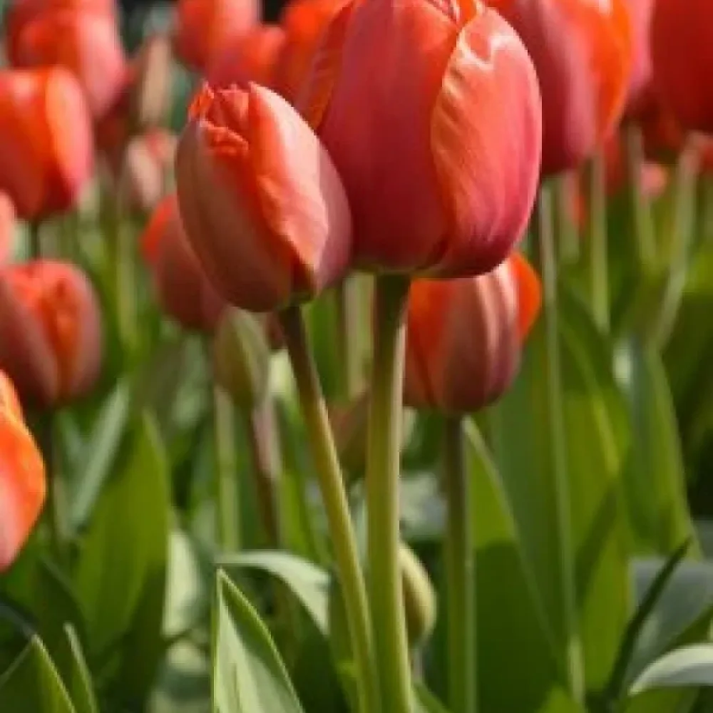 Tulppaani 'Ad Rem'