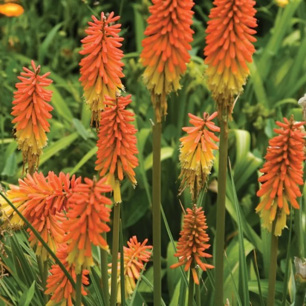 Soihtulilja Kniphofia uvaria – sekoitus