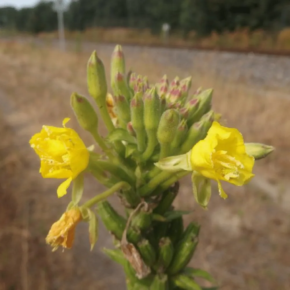 Helokki Oenothera paradoxa