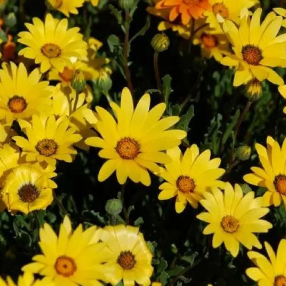 Kapinkehäkukka 'Yellow Queen', keltainen