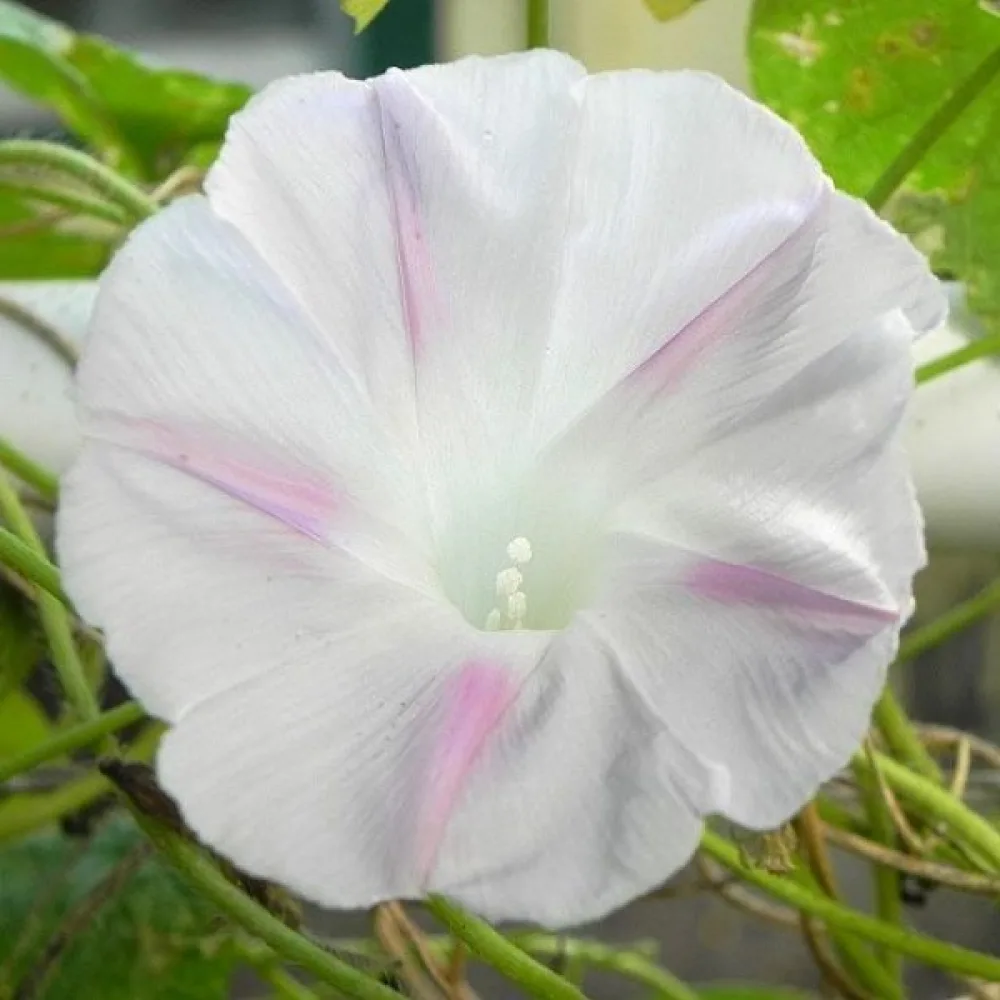 Elämänlanka 'Shiva'