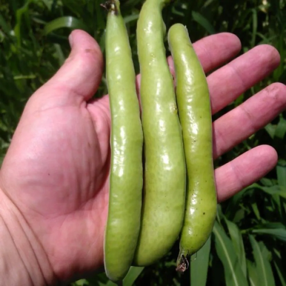 Härkäpapu 'Aguadulce Supersimonia'