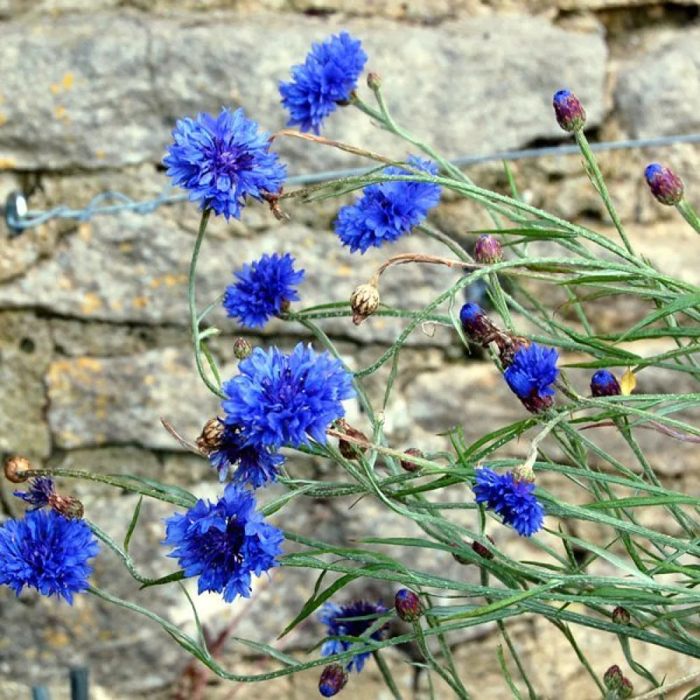 Ruiskaunokki 'Blue Ball', sininen