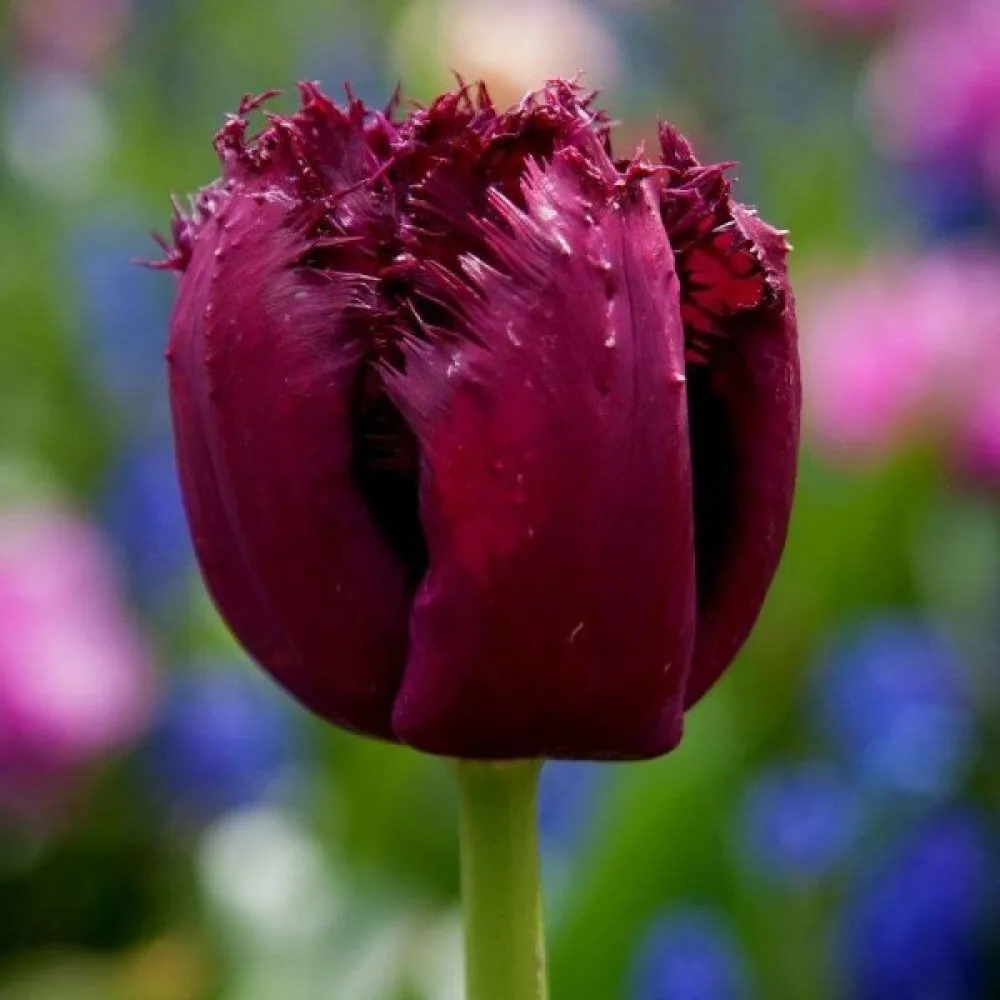 Tulppaani 'Gorilla'