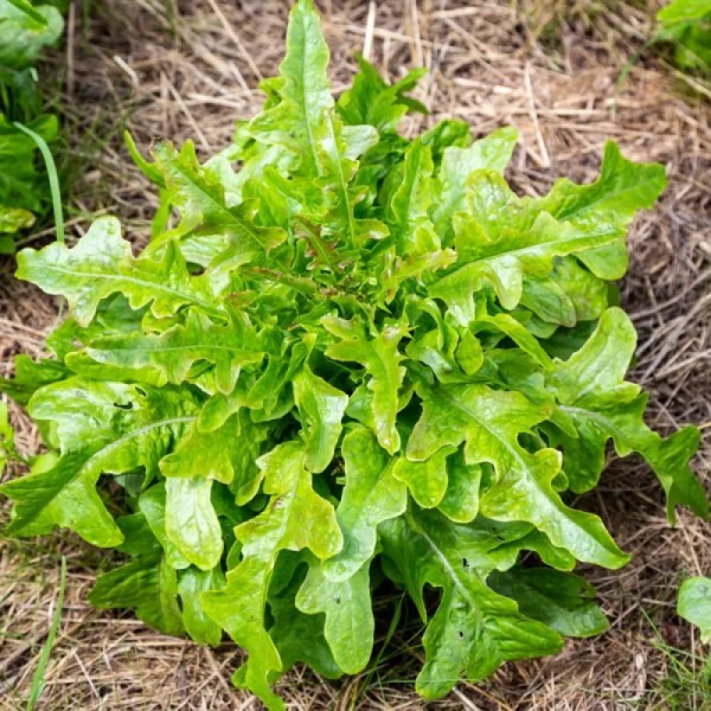Baby leaf -salaatti 'Bionda a Foglia di Quercia'