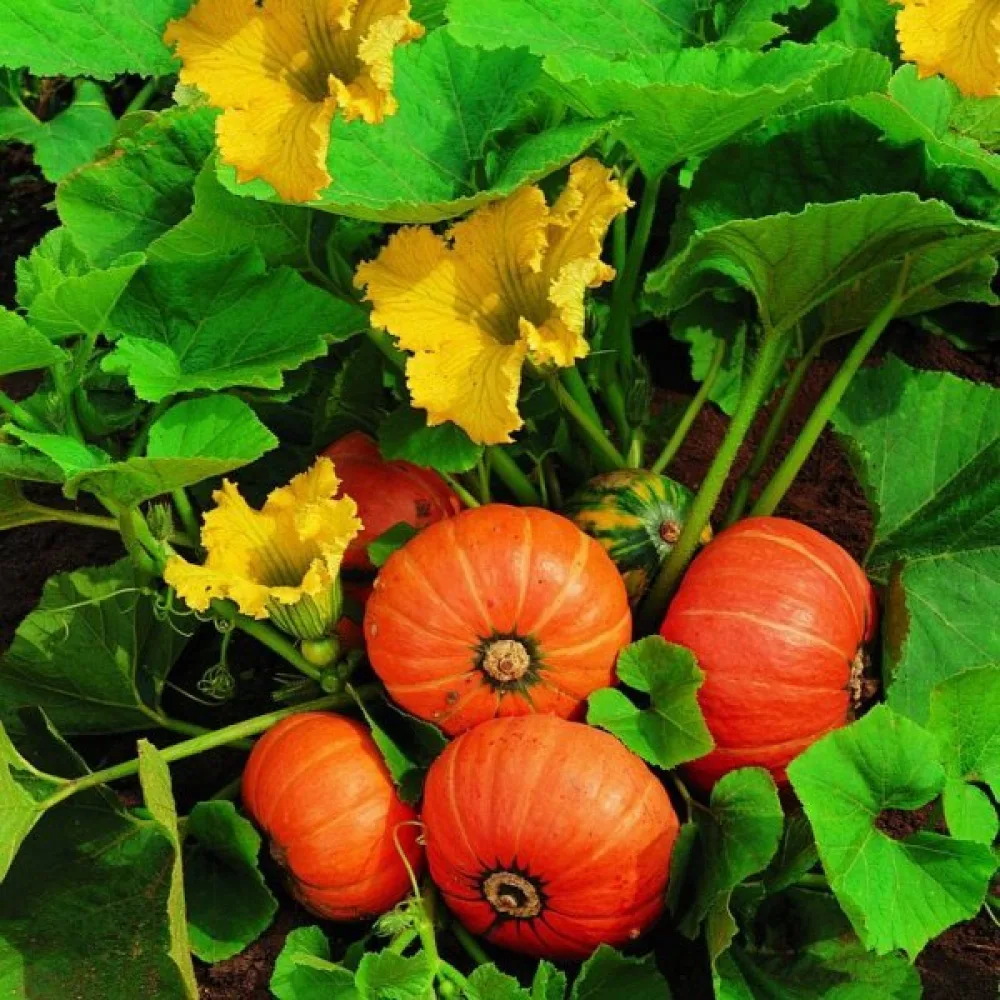Kurpitsa 'Amazonka'