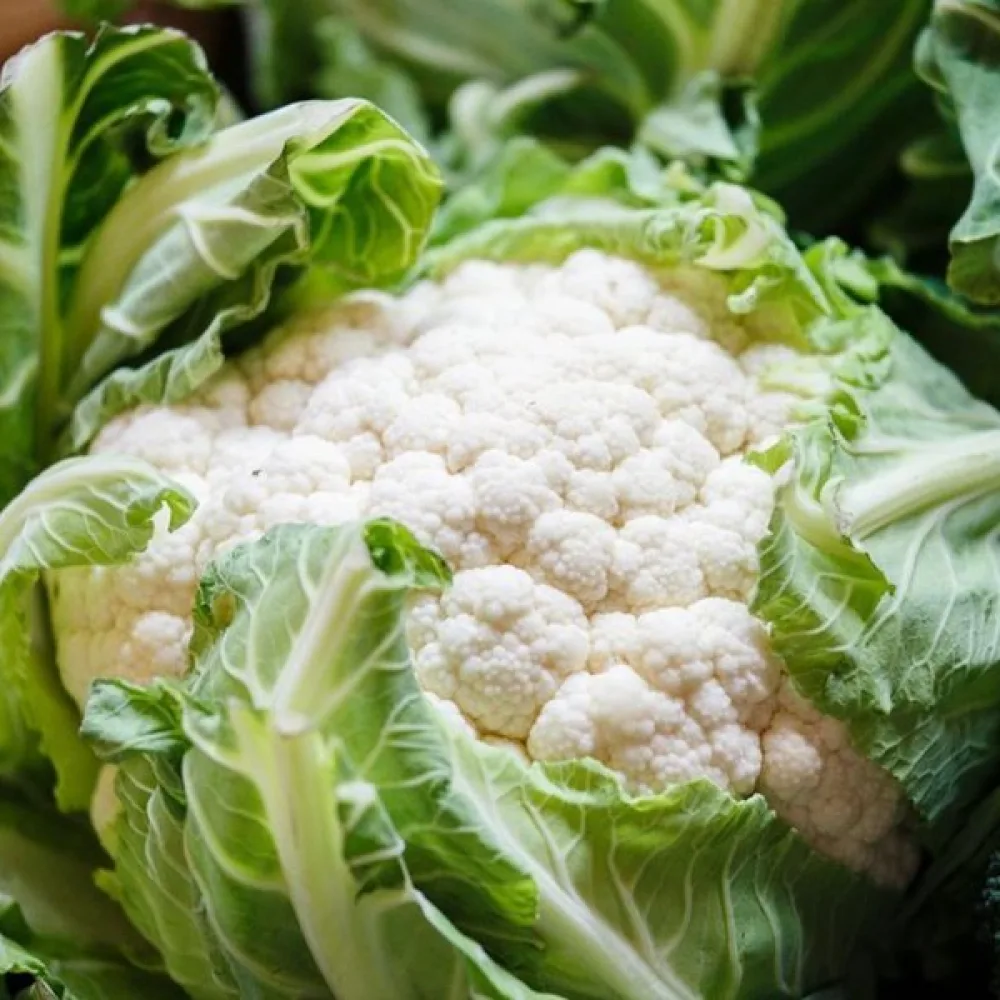 Kukkakaali 'Early Snowball X'