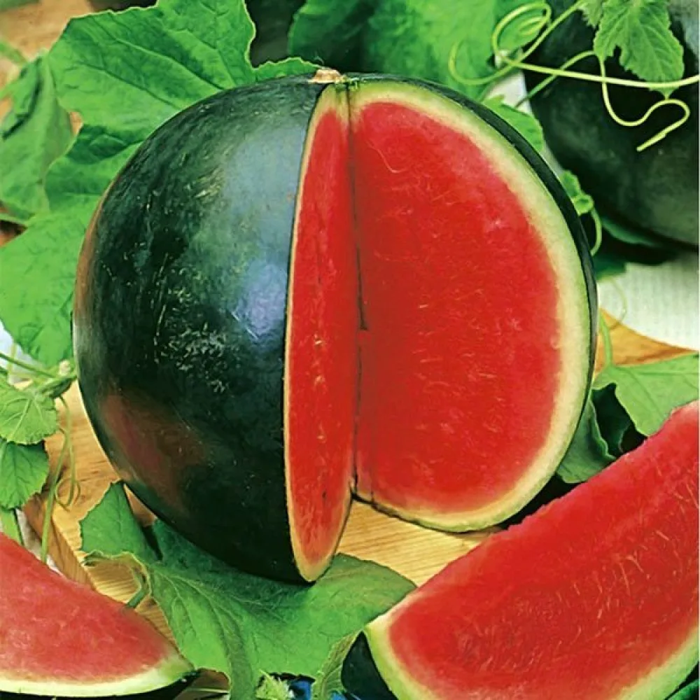 Vesimeloni 'Rosario' F1 3–4 kg