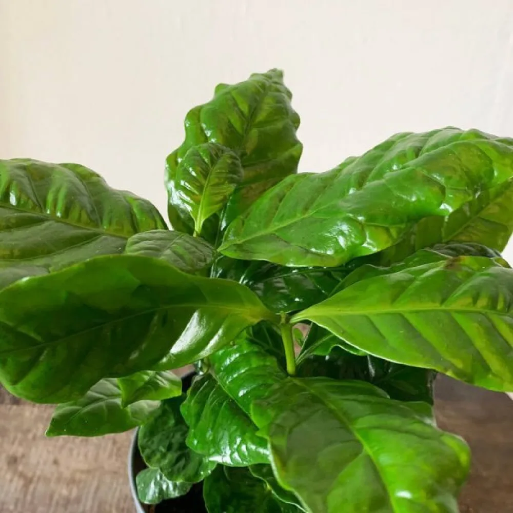 Kahvikasvi Arabica